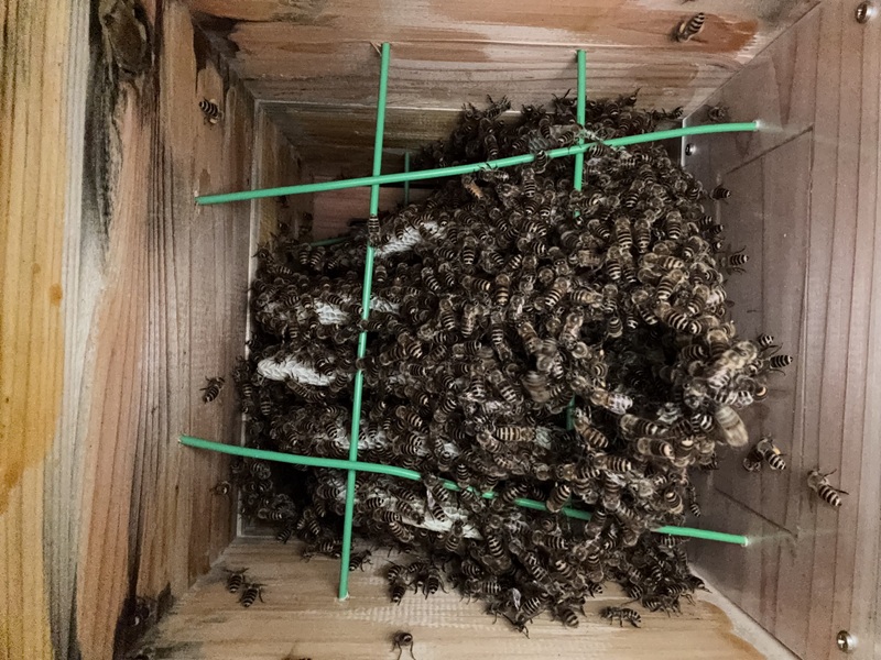 A棟1号巣箱