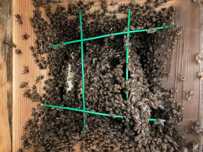 B棟1号巣箱内