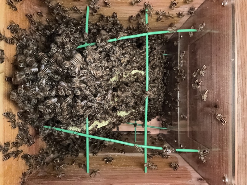 D棟1号巣箱内